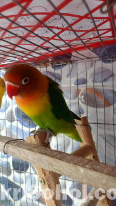 Green Fisher Love Bird